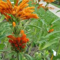 Leonotis leonurus 'Staircase'